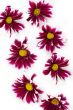 Flower texture