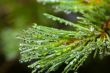 Pine after rain