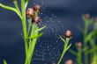 Web on a grass