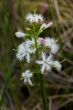 Buck-bean swamp stars