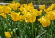 Shiny field with yellow tulips