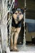 dog beside nets