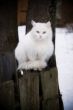 White cat