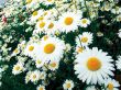White daisywheels