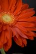 red gerbera