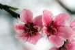 Cherry Blossoms