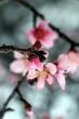 Cherry Blossoms