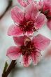 Cherry Blossoms