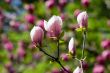 Spring beauty
