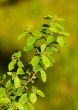 Green color