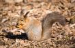 squirrel with a nut
