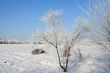 winter landscape