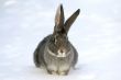 gray rabbit