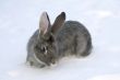 gray rabbit