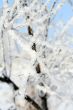 snow covered branches