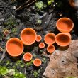 Red lichen
