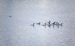 loons