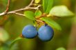 bush of blueberries