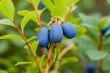 blueberries