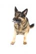 dog on white closeup