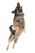 jump dog on white background