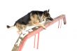 jump dog on white