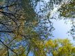 Interweaving branches on a sky background.