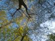 Interweaving branches on a sky background.