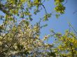 Interweaving branches on a sky background.