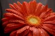 red gerbera