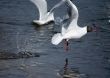 Launch of a seagull