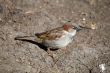 sparrow