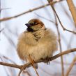 furry sparrow