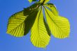 Green leaves