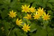 Caltha palustris