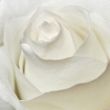 White petals of rose