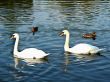  Swans