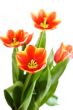 Bouquet of red tulips