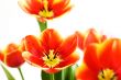 Red opened tulips
