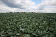 Cabbage field