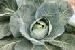 Head of cabbage