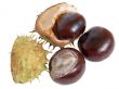 The great English Conker Horse Chestnut