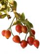 Red berries hips