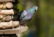 Curious pigeon