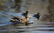 duck family