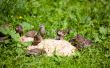 Hungry sparrows