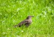starling (female)