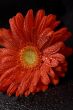 red gerbera