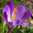 crocus