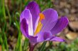 crocus